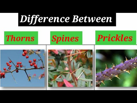 Demystifying Rose Prickles: Why They're Not Thorns