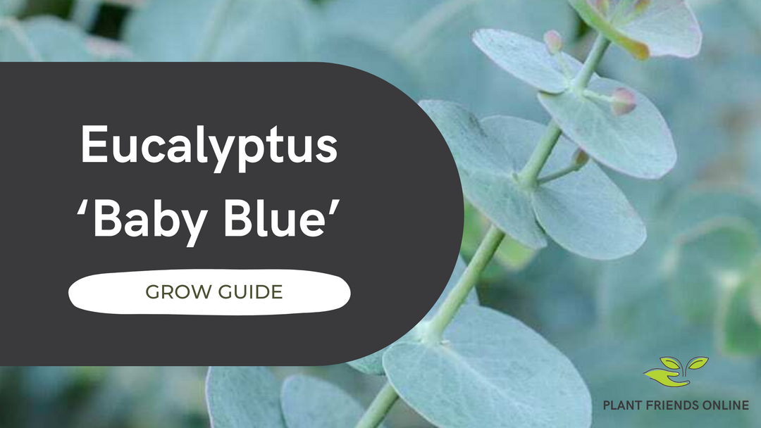 Grow Guide: Eucalyptus pulverulenta 'Baby Blue'