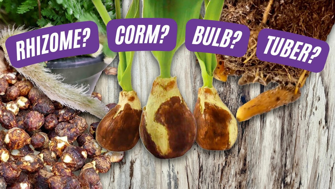 The Ultimate Guide to Bulbs, Corms, Tubers, and Rhizomes: Here are the differences