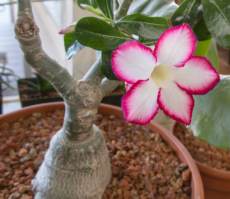 Grow Guide: Desert Rose (Adenium obesum)