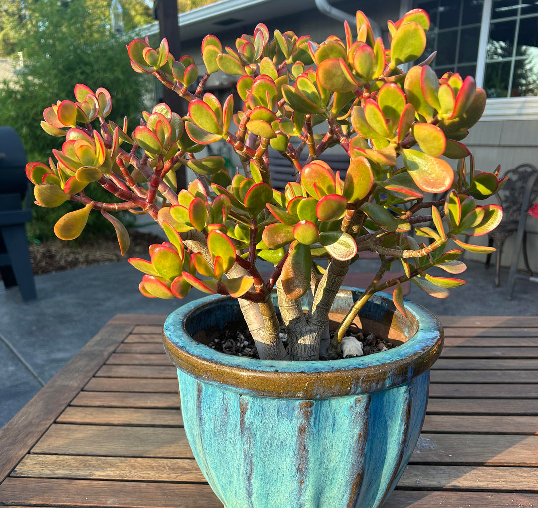 Grow Guide: Jade Plant 'Sunset' (Crassula ovata 'Sunset')