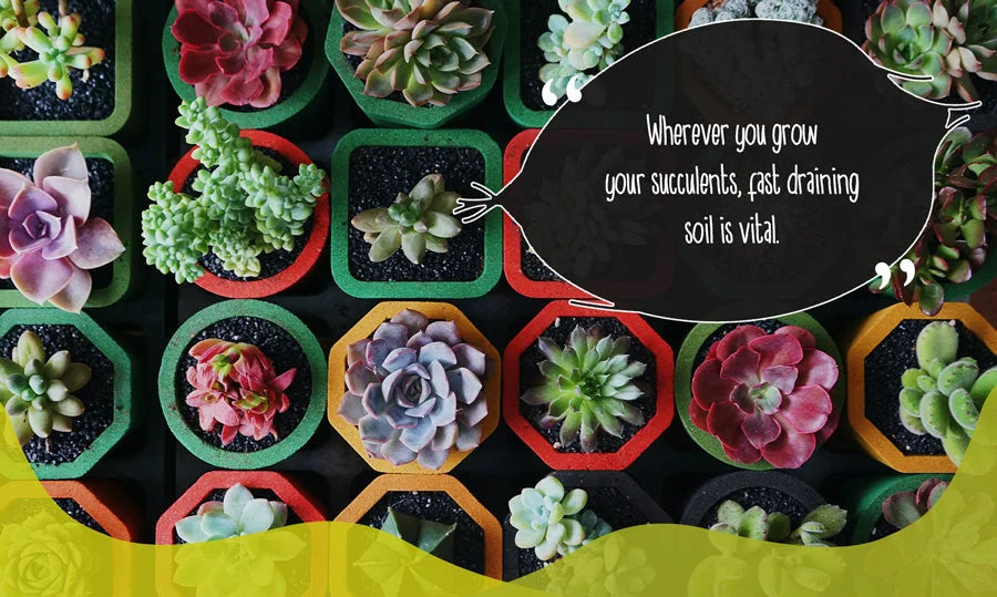 The Secret to Happy Succulents: Why They Love Sandy Soil and How Perlite Can Save the Day