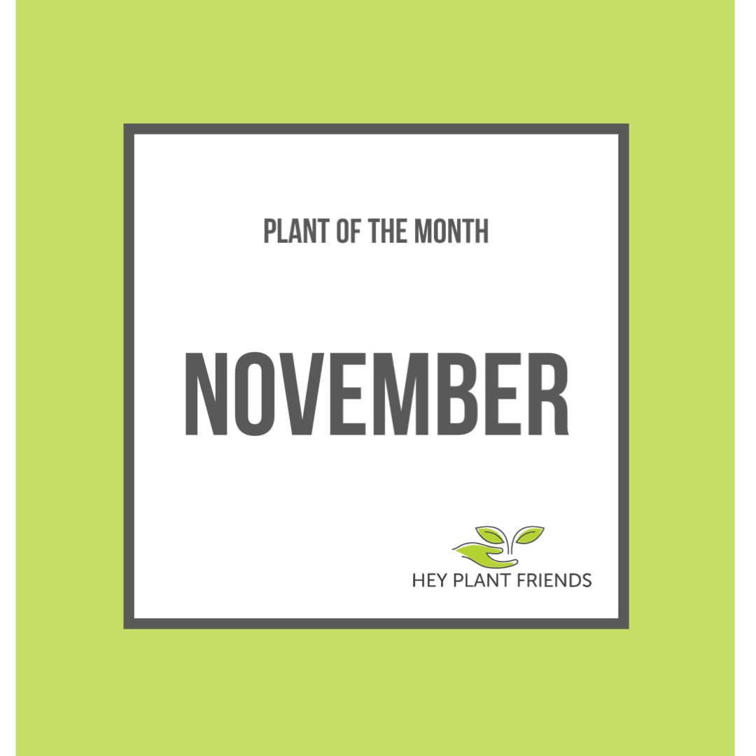 Plant of the month - November