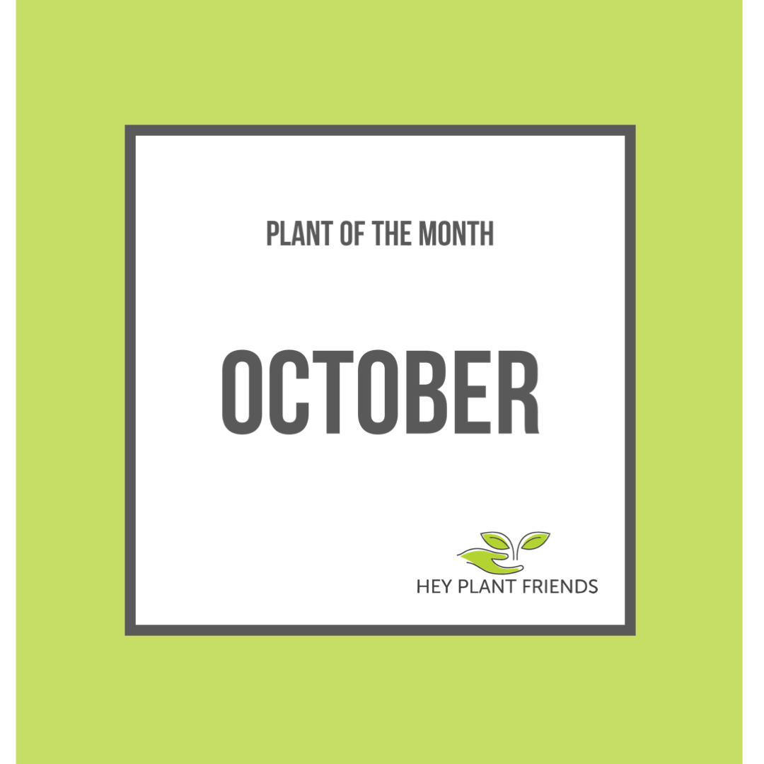 Plant of the month - October