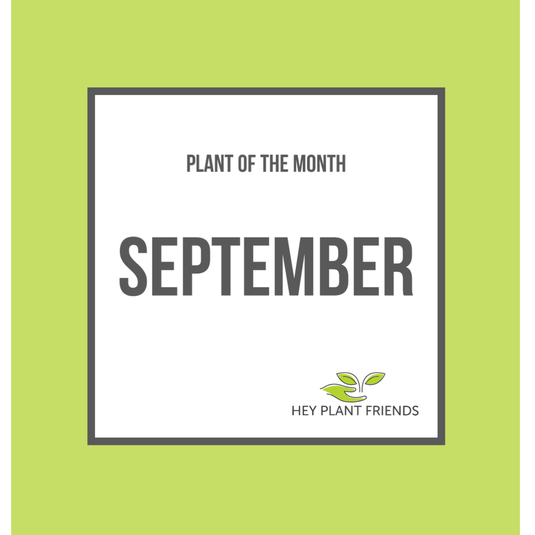 Plant of the month - September