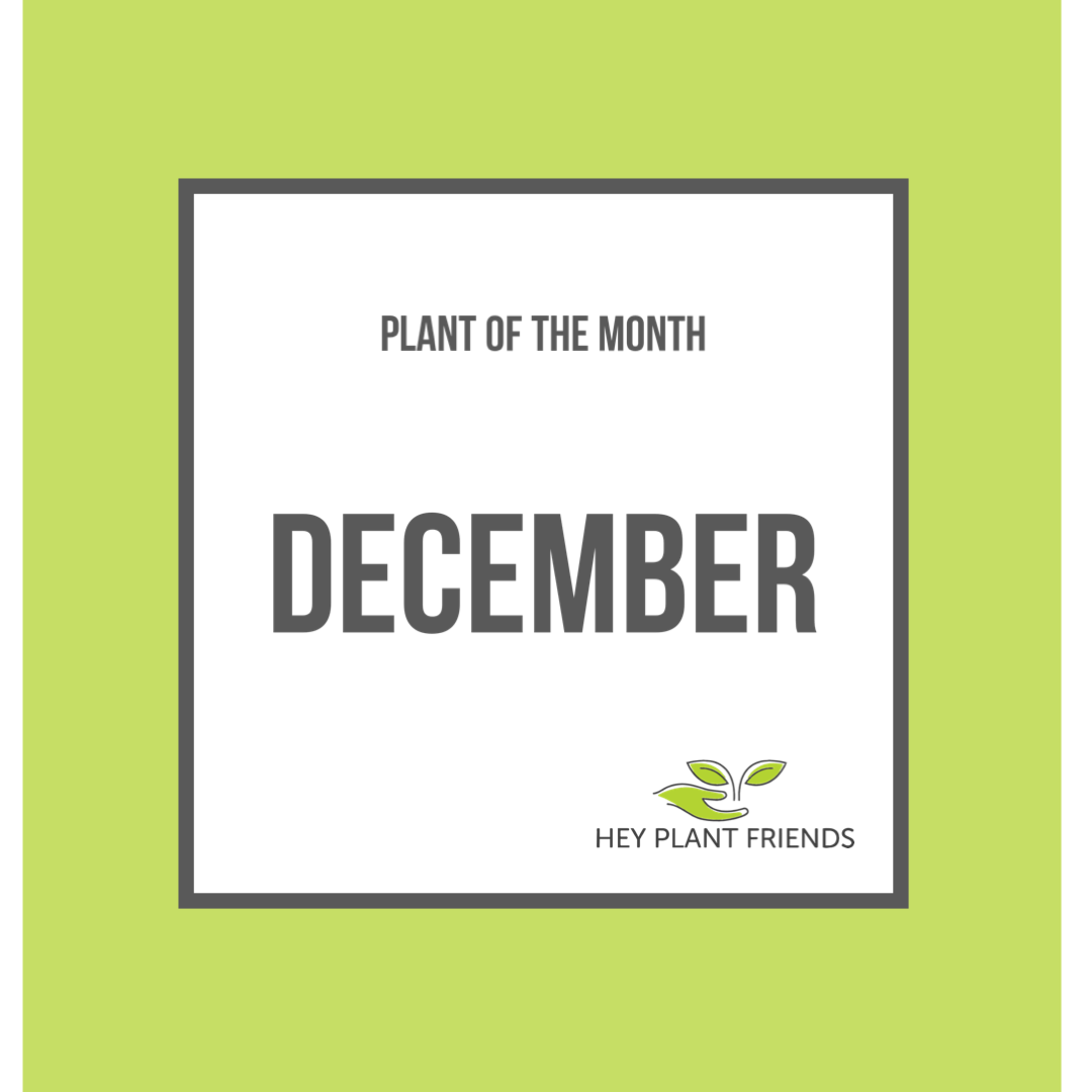 Plant of the month - December