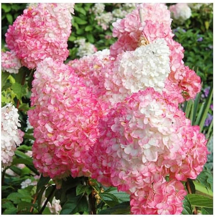 Plant of the month - Hydrangea Paniculata ‘Pink Lady’ - June
