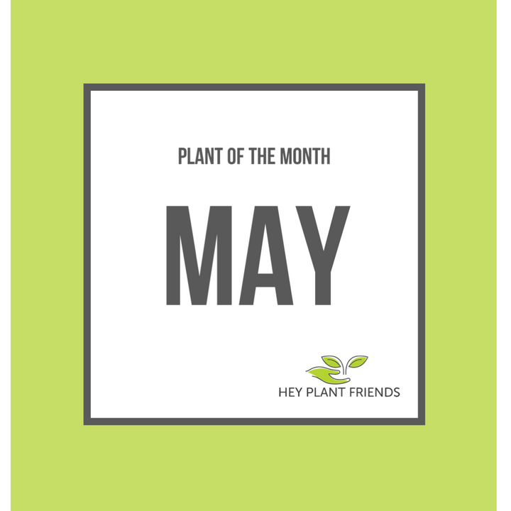 Plant of the month - Magnolia ‘Susan’ - May