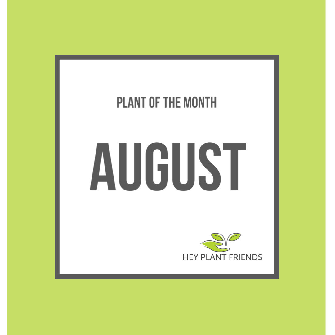 Plant of the month - August