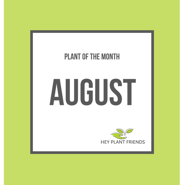 Plant of the month - Eucalyptus Baby Blue - August