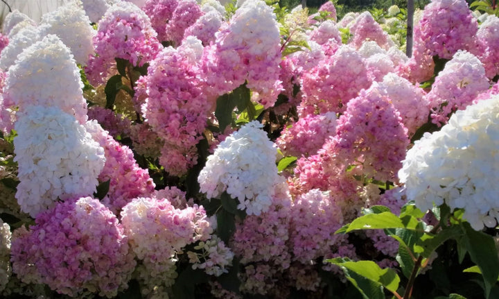 Plant of the month - Hydrangea Paniculata ‘Pink Lady’ - June