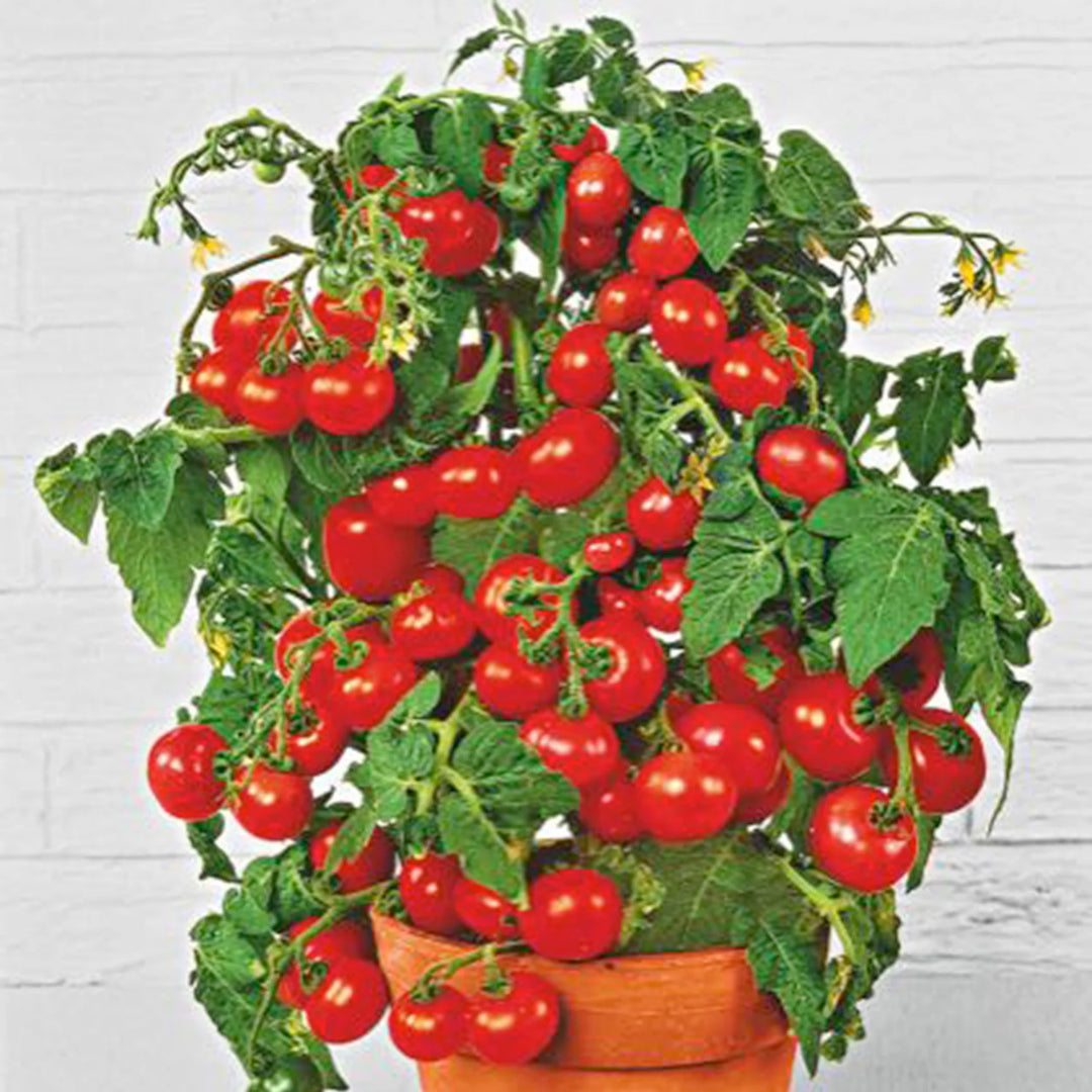 ‘Tiny Tim’ Cherry Tomato Seeds - Facebook Group Competition