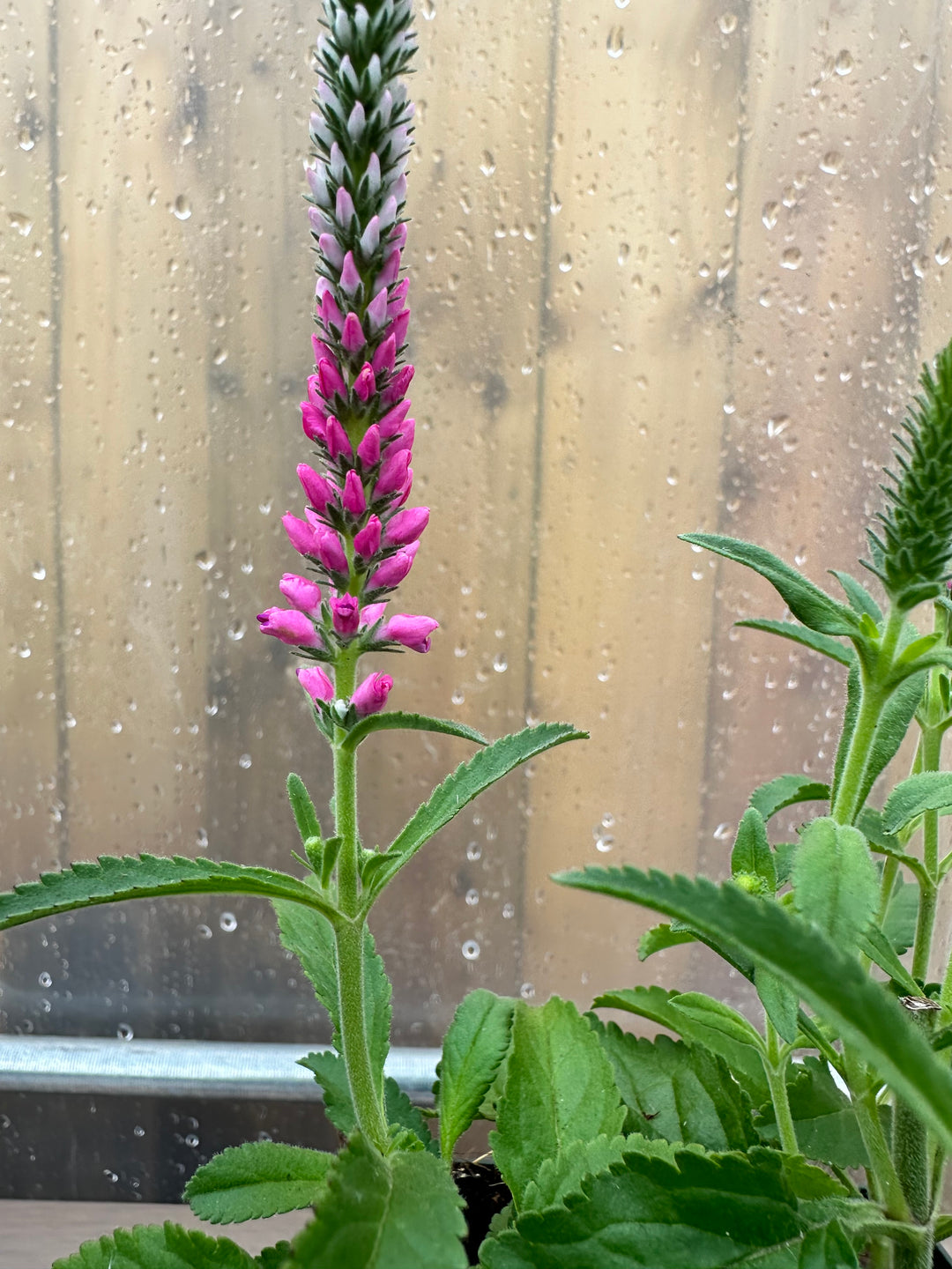 Veronica spicata ‘Anniversary Rose’ - Plant of the month - July