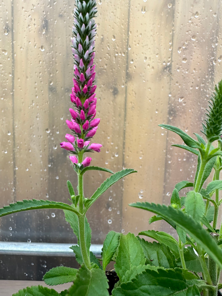 Veronica spicata ‘Anniversary Rose’ - Plant of the month - July