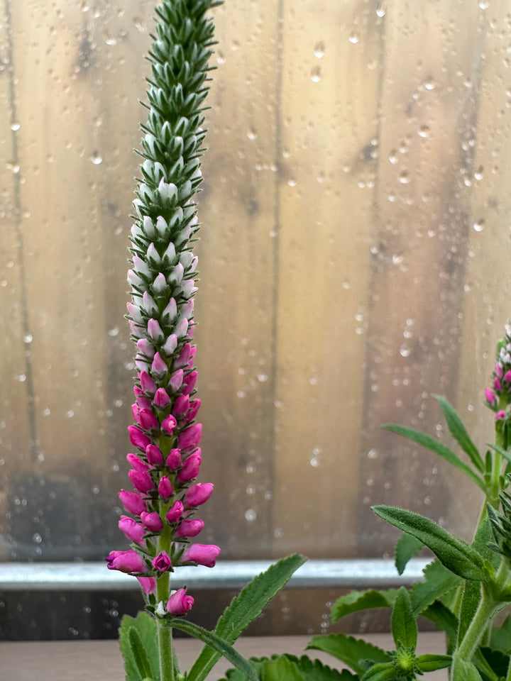 Veronica spicata ‘Anniversary Rose’ - Plant of the month - July