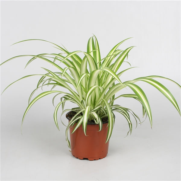 Spider Plant - Chlorophytum Variegatum