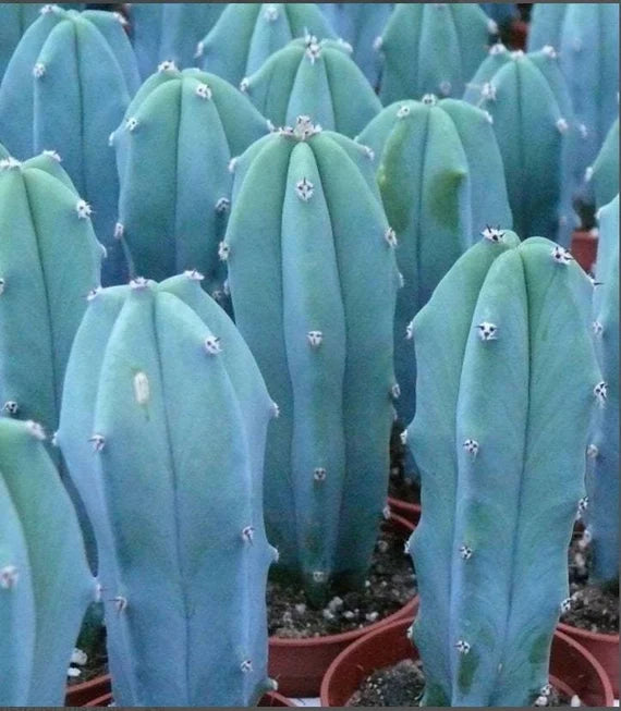 Blue Myrtle-Cactus