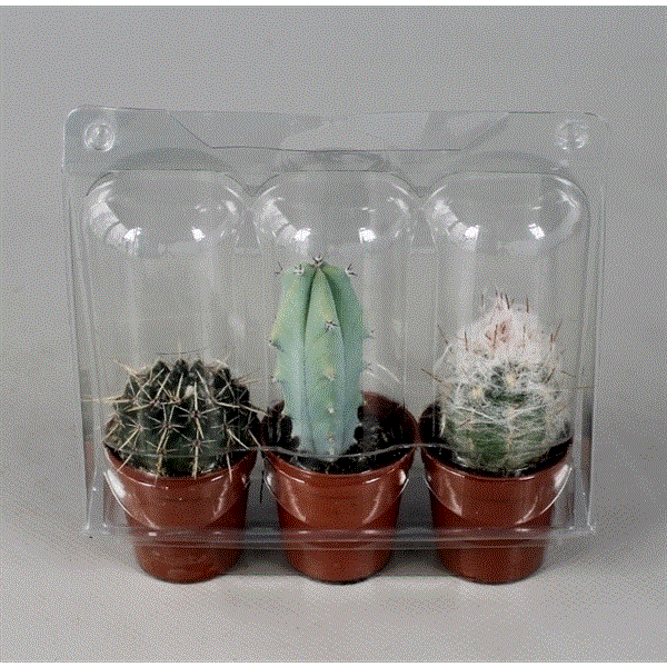 Baby Cactus x3 (various)