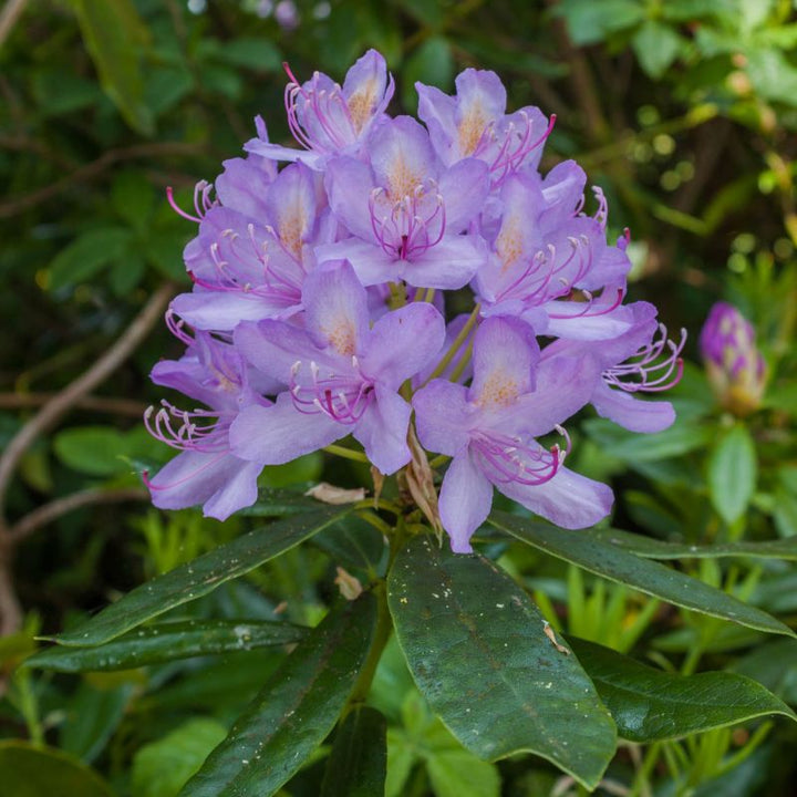 Plant of the month Rhododendron ‘Moerheim’ - April