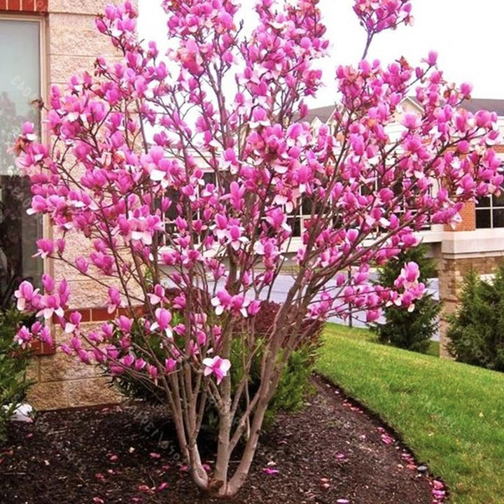 Plant of the month - Magnolia ‘Susan’ - May