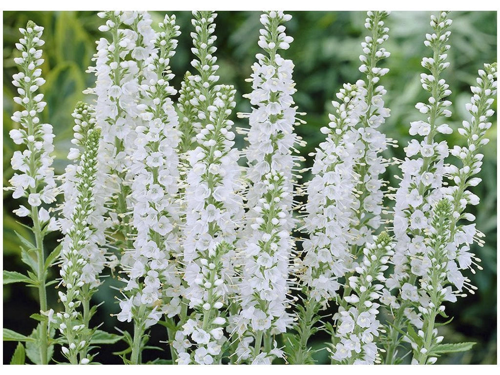 Veronica spicata ‘Icicle’ - Plant of the month - July