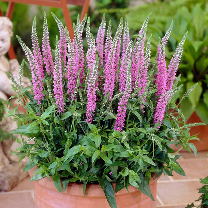 Veronica spicata ‘Anniversary Rose’ - Plant of the month - July