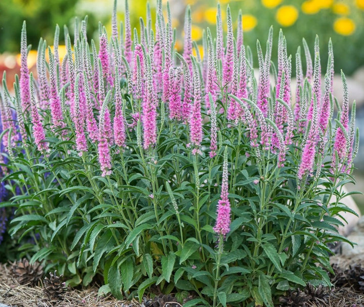 Veronica spicata ‘Anniversary Rose’ - Plant of the month - July