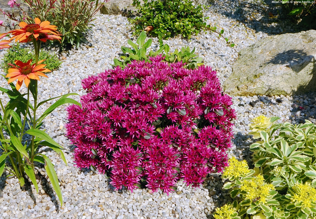 Sedum spurium 'Spot On Deep Rose' (Stonecrop)