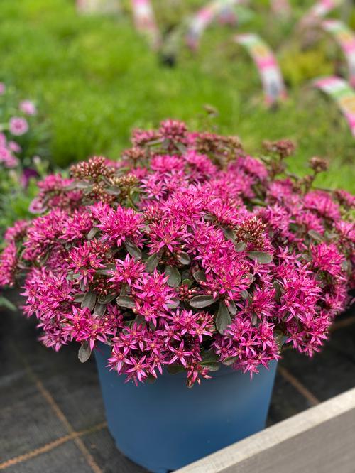 Sedum spurium 'Spot On Deep Rose' (Stonecrop)