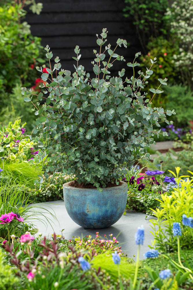 Plant of the month - Eucalyptus Baby Blue - August