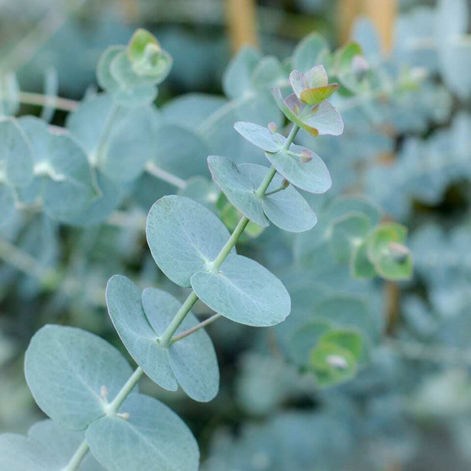 Plant of the month - Eucalyptus Baby Blue - August