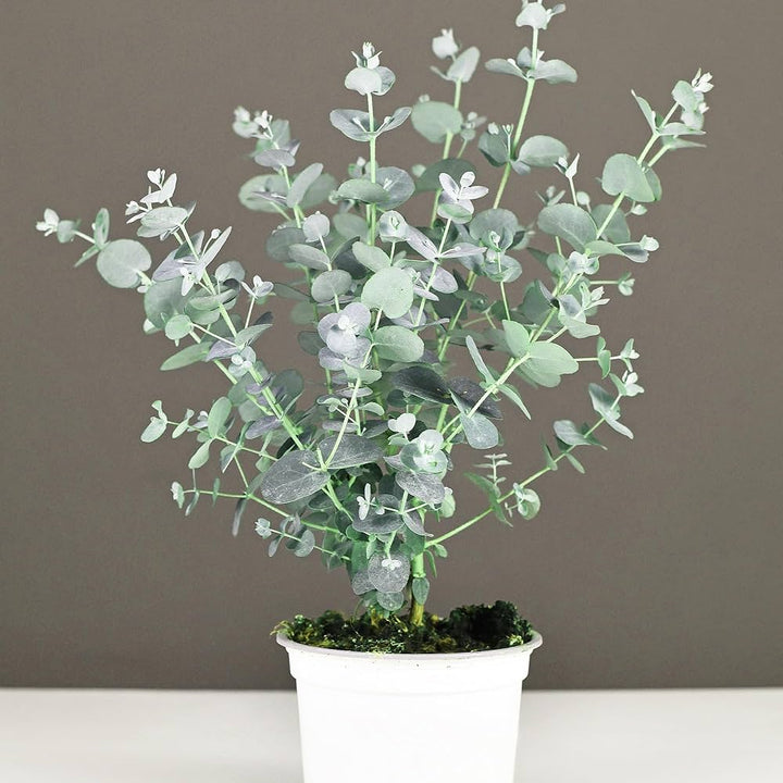 Plant of the month - Eucalyptus Baby Blue - August