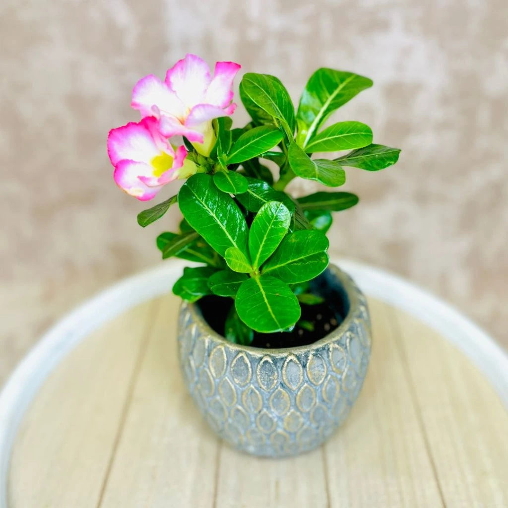 Adenium Obesum (Desert Rose)