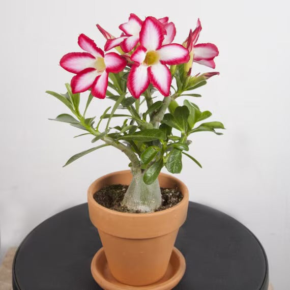 Adenium Obesum (Desert Rose)