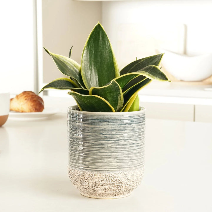 Sansevieria 'Jade Pagoda' - Snake Plant | Bird's Nest Plant