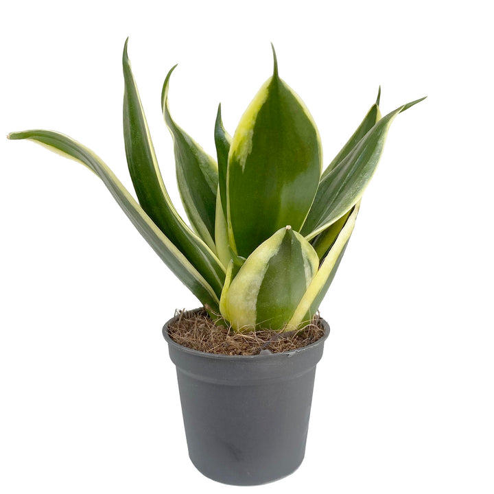 Sansevieria 'Jade Pagoda' - Snake Plant | Bird's Nest Plant