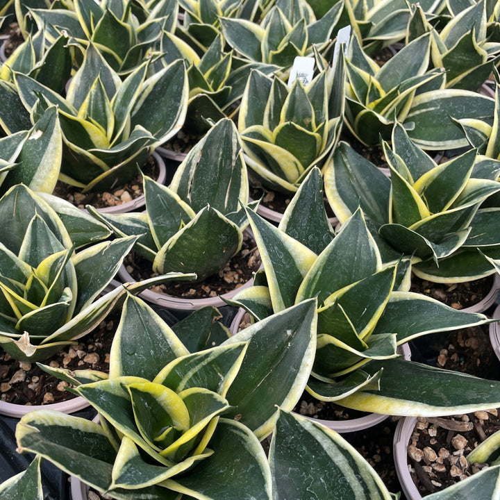 Sansevieria 'Jade Pagoda' - Snake Plant | Bird's Nest Plant