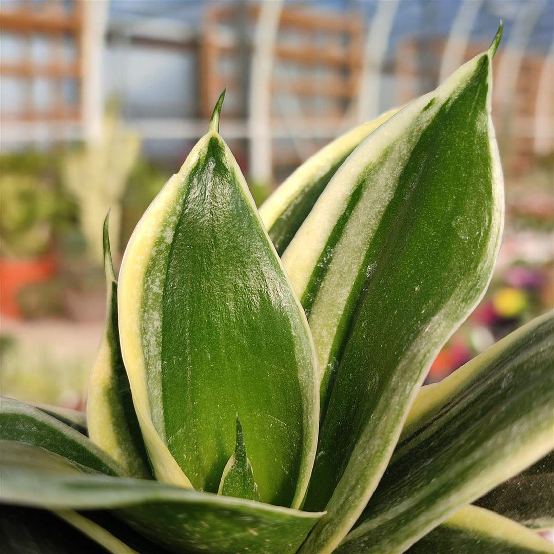 Sansevieria 'Jade Pagoda' - Snake Plant | Bird's Nest Plant