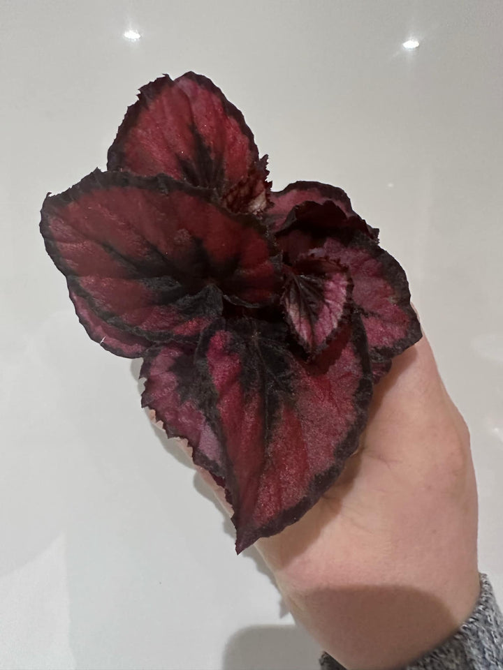 Begonia Rex Variety Pack