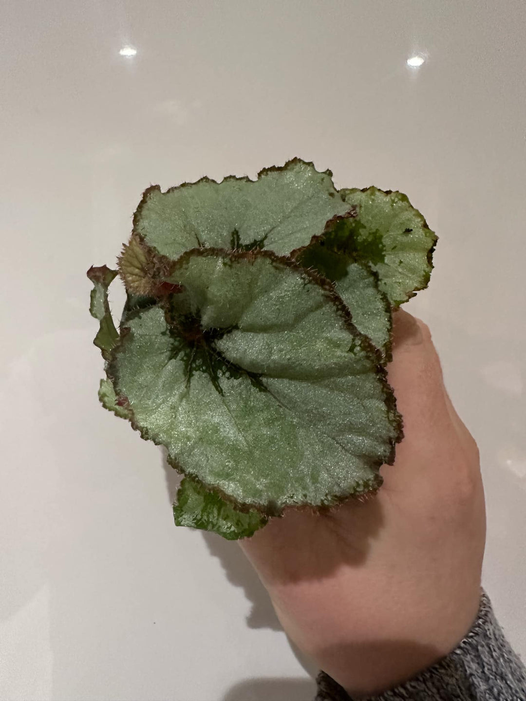 Begonia Rex Variety Pack