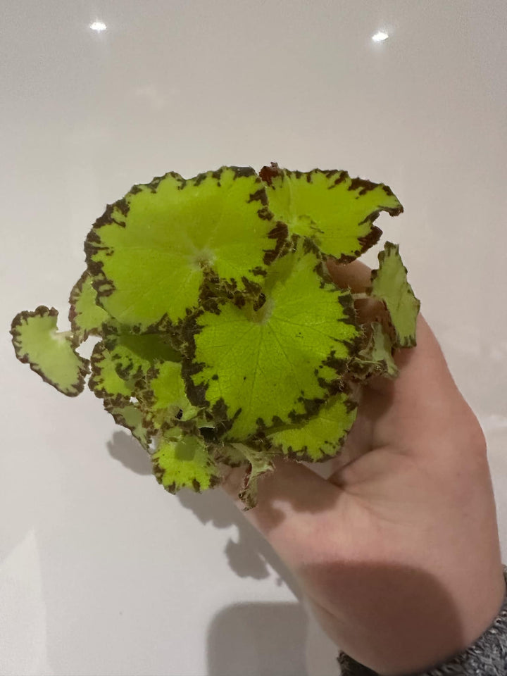 Begonia Rex Variety Pack