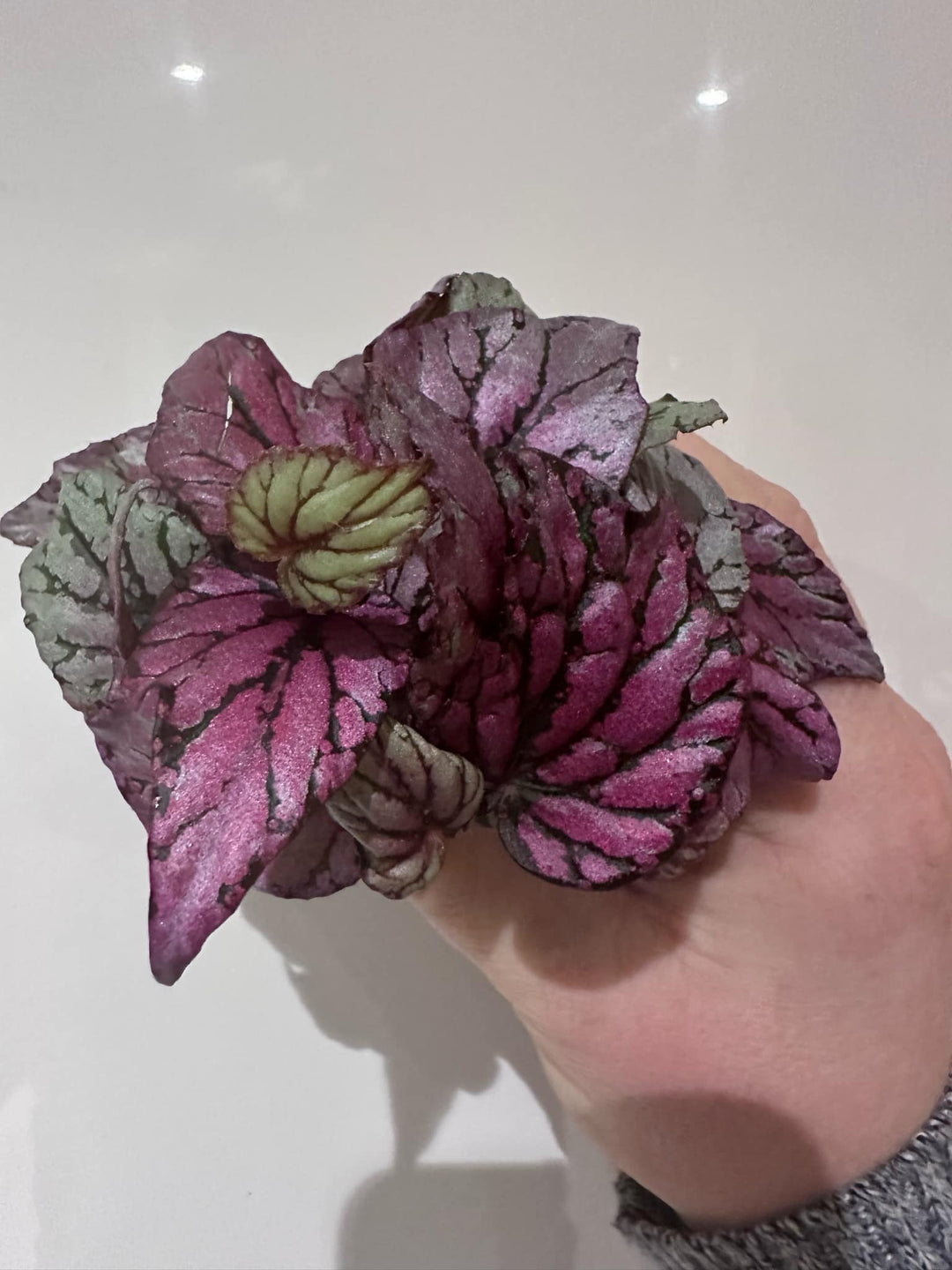 Begonia Rex Variety Pack