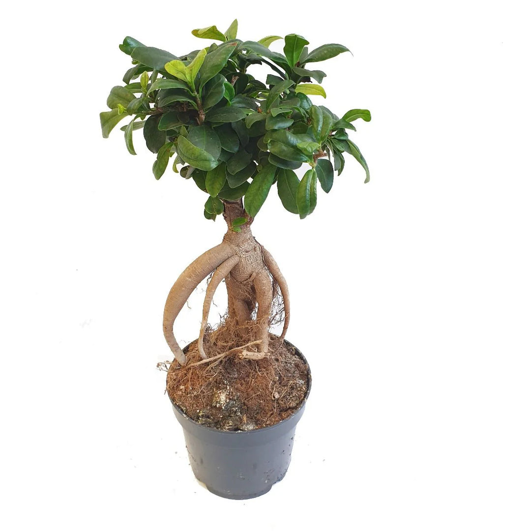 Ficus Ginseng | Easy-Care Indoor Bonsai | Plant of the Month | February