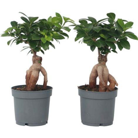 Ficus Ginseng | Easy-Care Indoor Bonsai | Plant of the Month | February