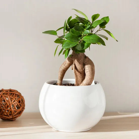 Ficus Ginseng | Easy-Care Indoor Bonsai | Plant of the Month | February