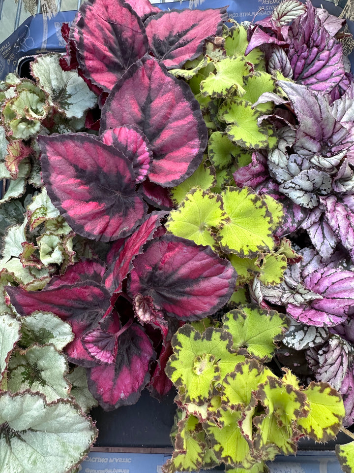 Begonia Rex Variety Pack