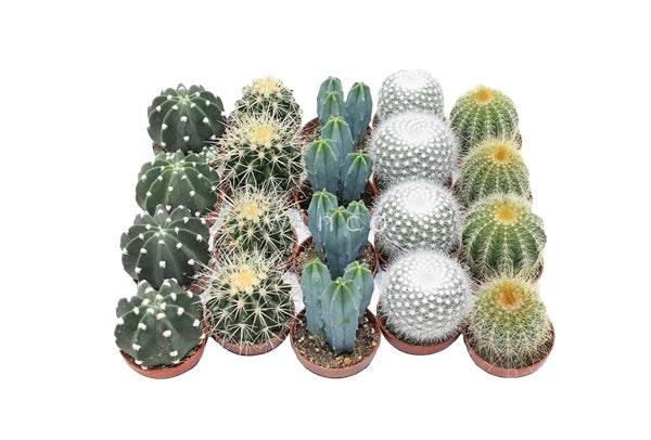 Cactus set of 5 mix