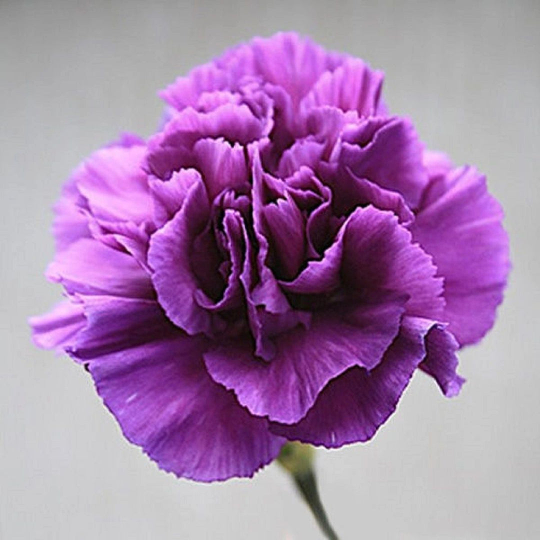 Carnation Violet Seeds