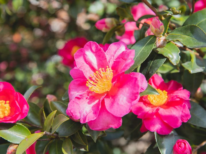 Plant of the month - Camellia - March