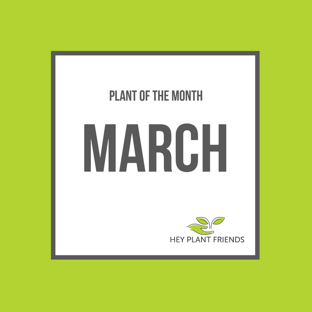 Plant of the Month - March